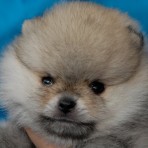 LUPO